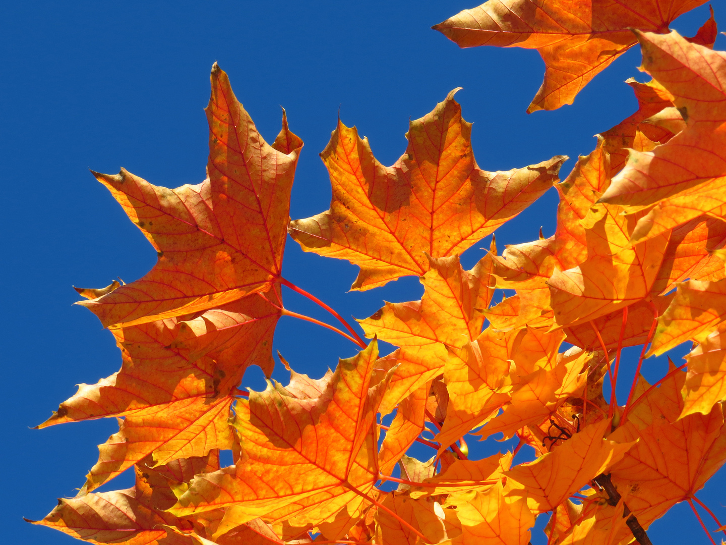 Buntes Herbstlaub vor blauem Himmel