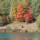 Buntes Herbstleben