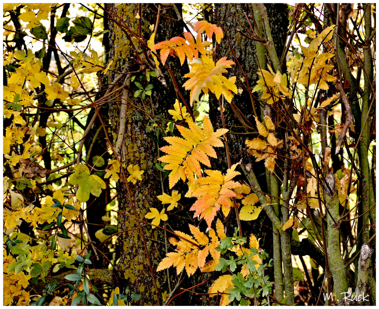 Buntes herbstliches  !