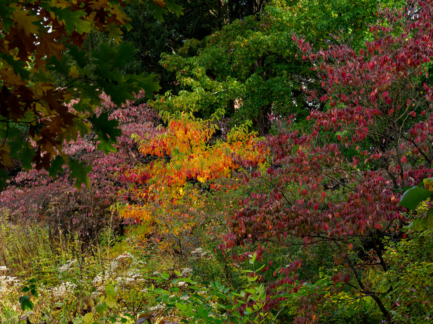 Buntes Herbstorchester