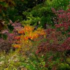 Buntes Herbstorchester