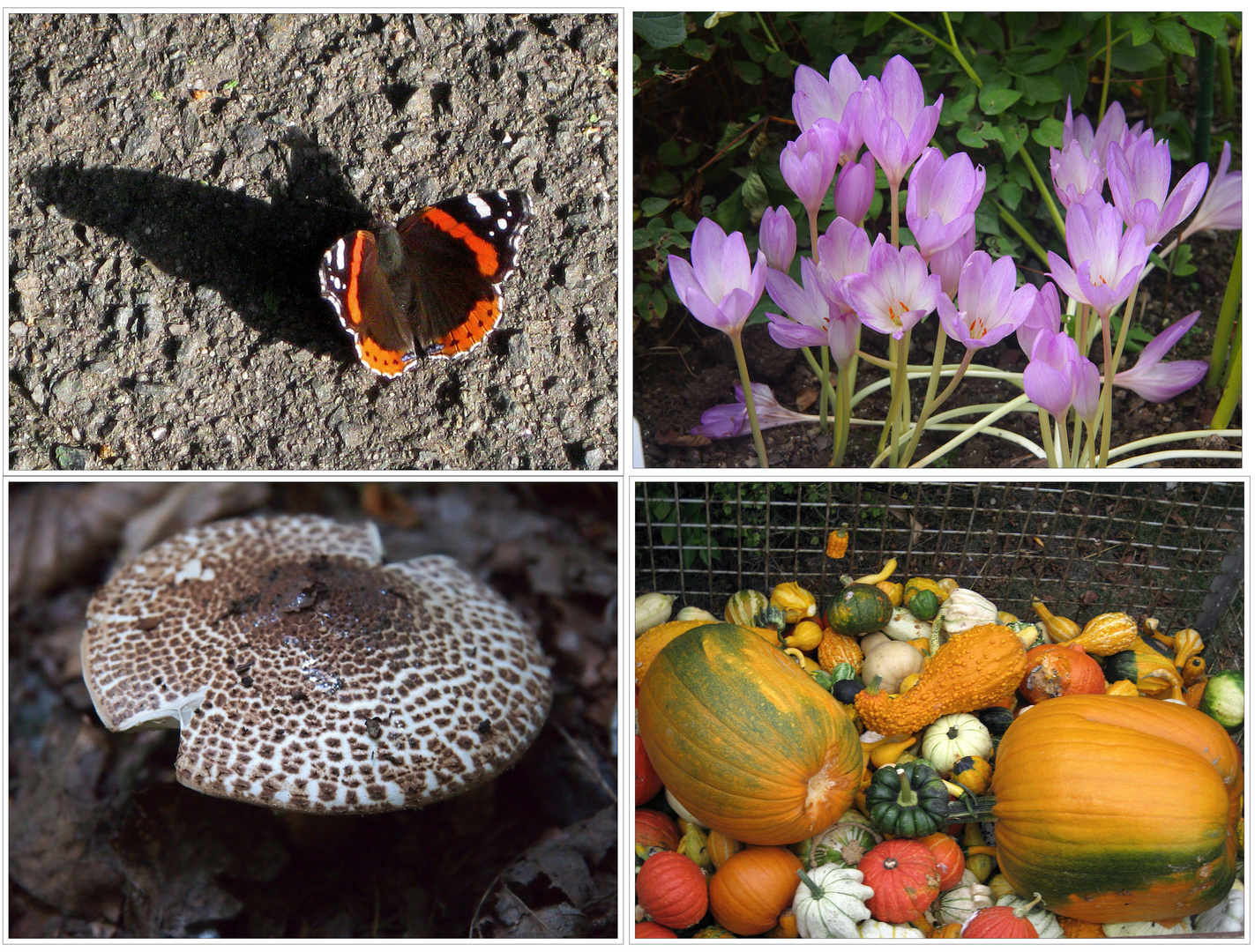 Buntes Herbstpotpourri