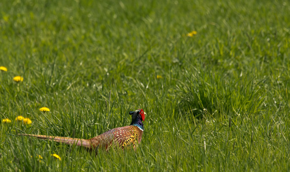 Buntes im Grünen