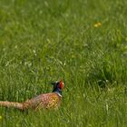 Buntes im Grünen