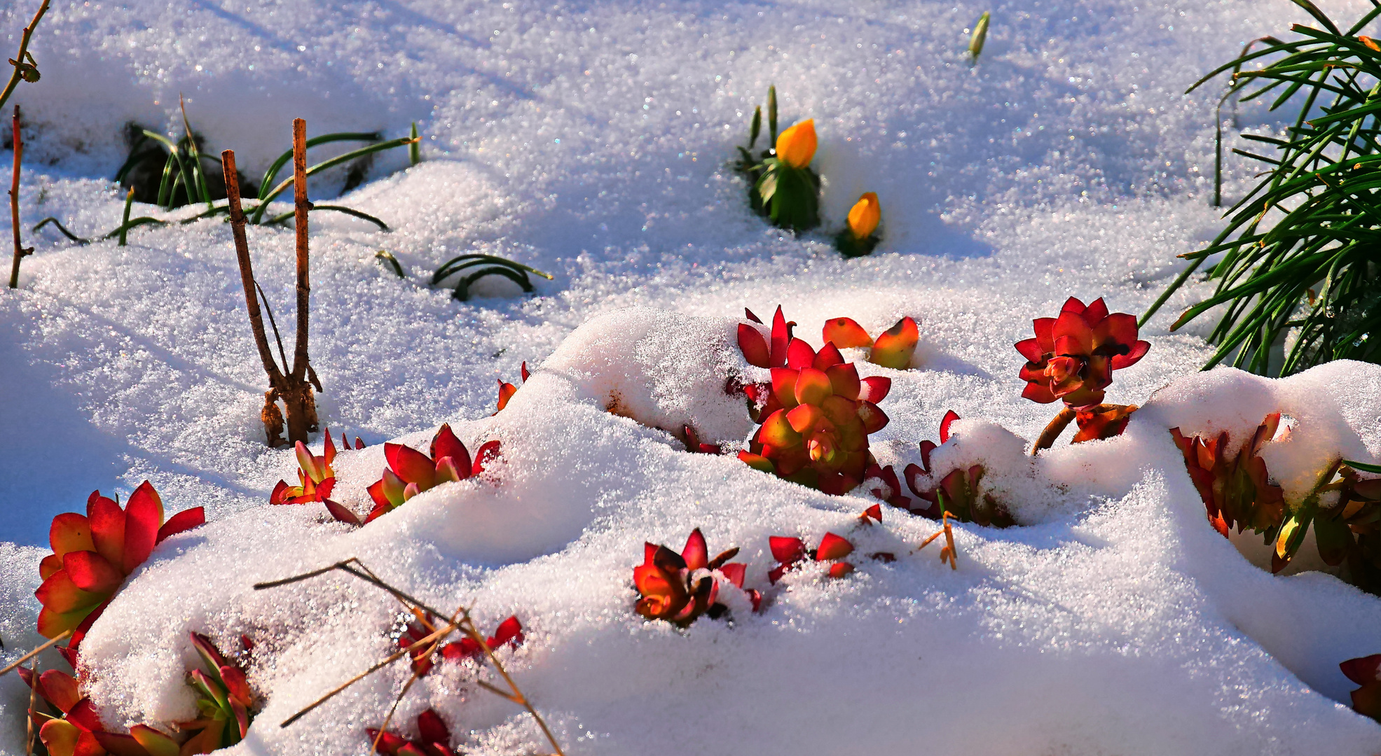 Buntes im Schnee