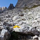 Buntes in der Steinwüste