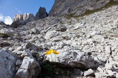 Buntes in der Steinwüste