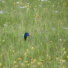 buntes in der Wiese