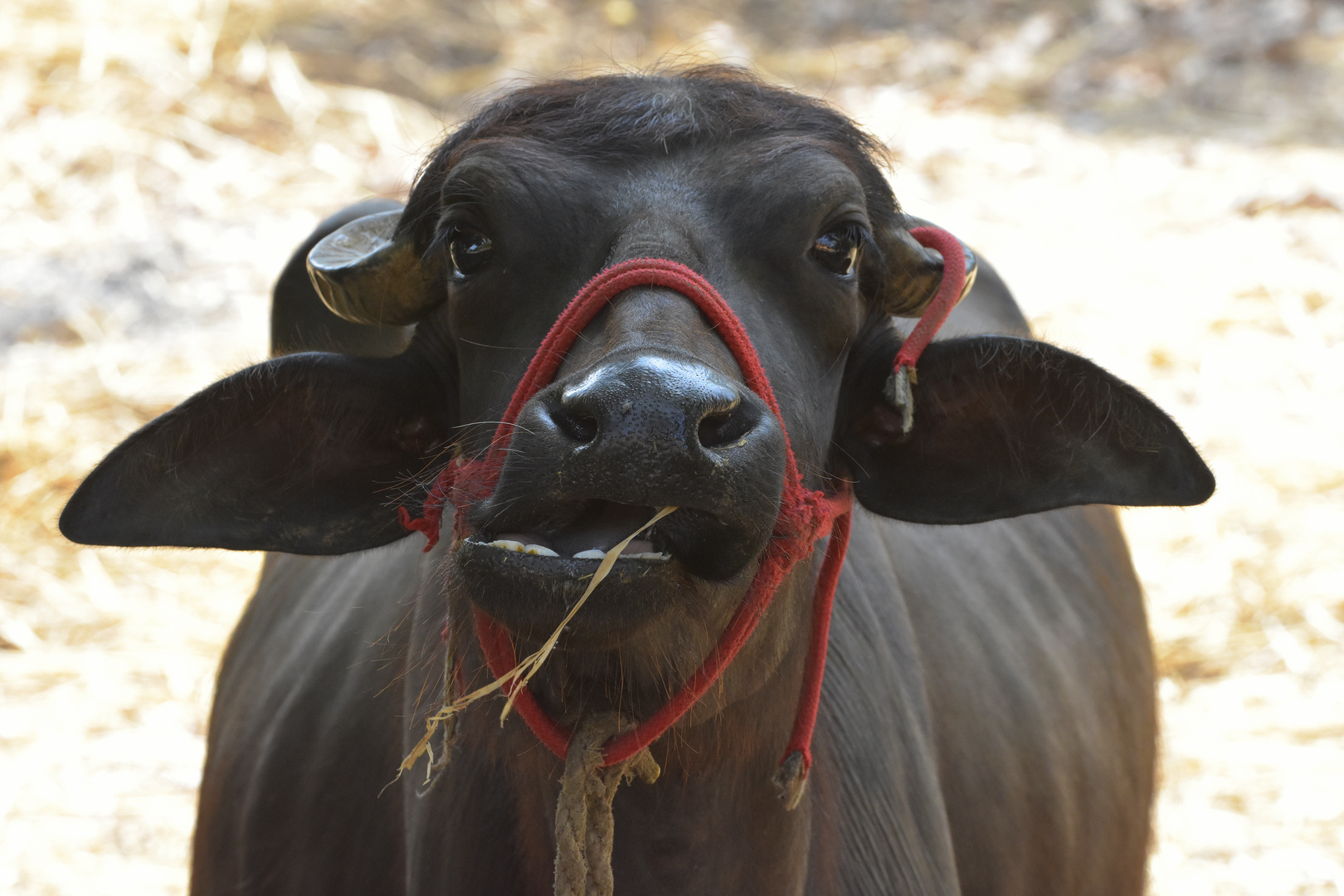 Buntes indien