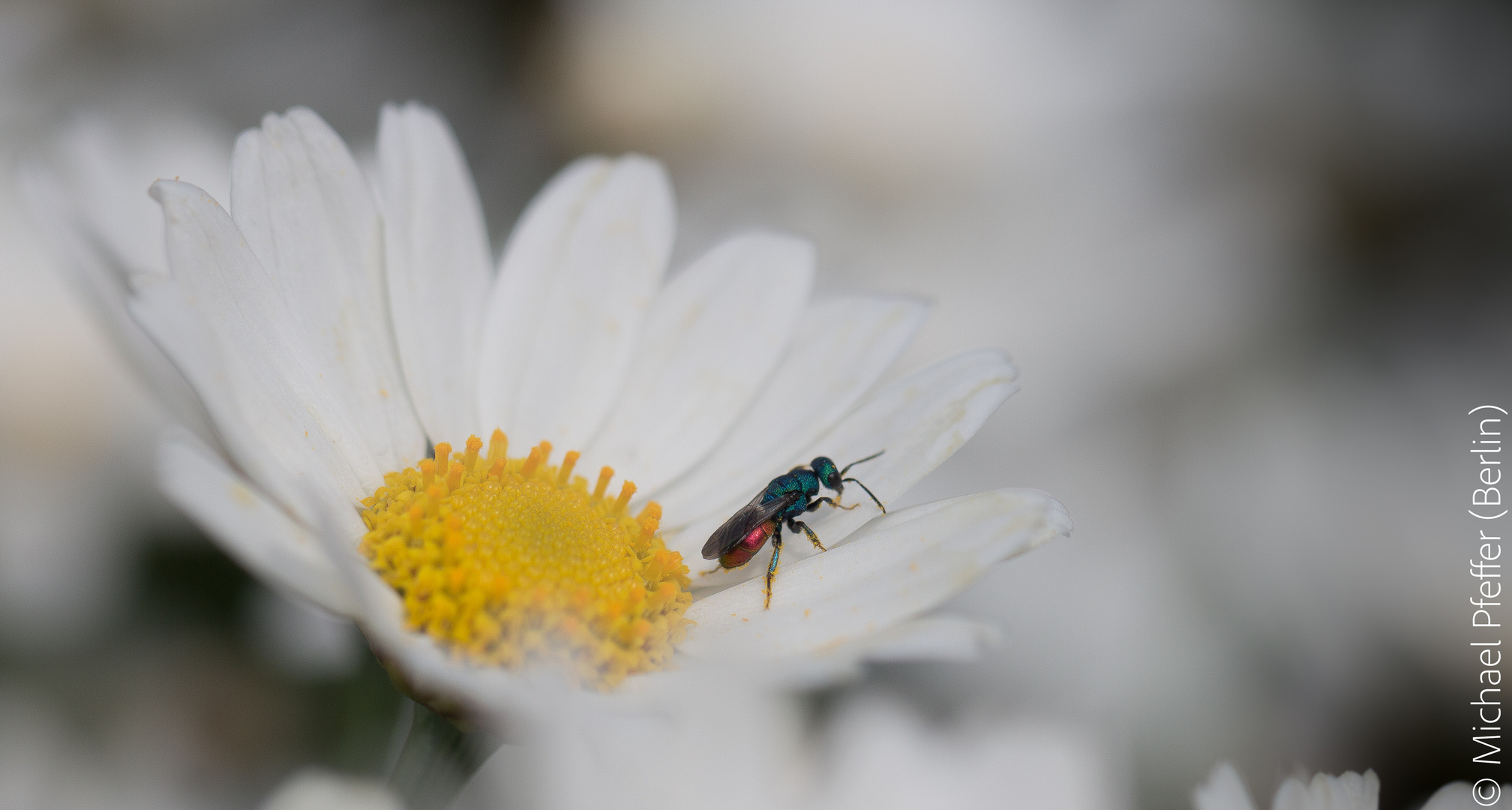 Buntes Insekt auf Margaritenblüte