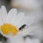 Buntes Insekt auf Margaritenblüte