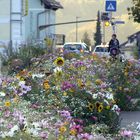 Buntes Insektenfutter