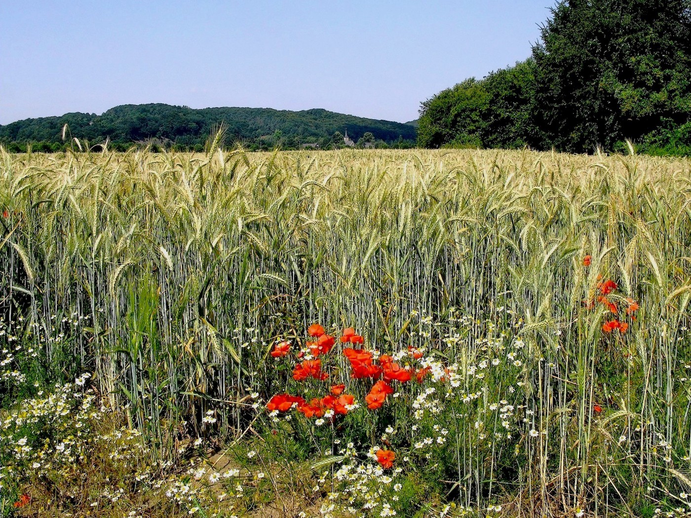 Buntes Kornfeld