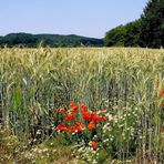 Buntes Kornfeld