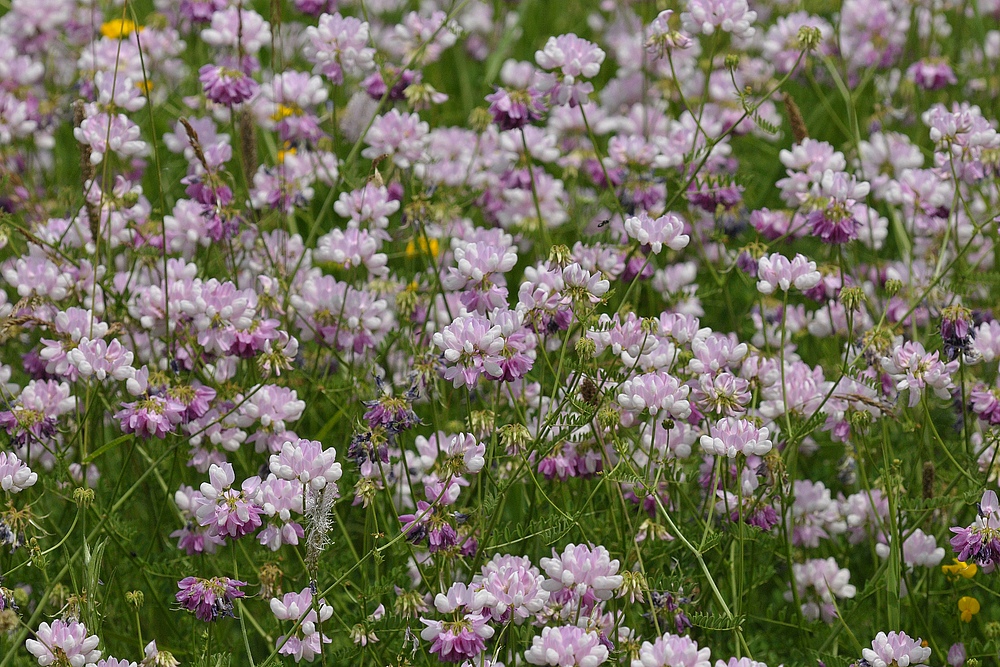 Buntes Kronenwicken – Meer