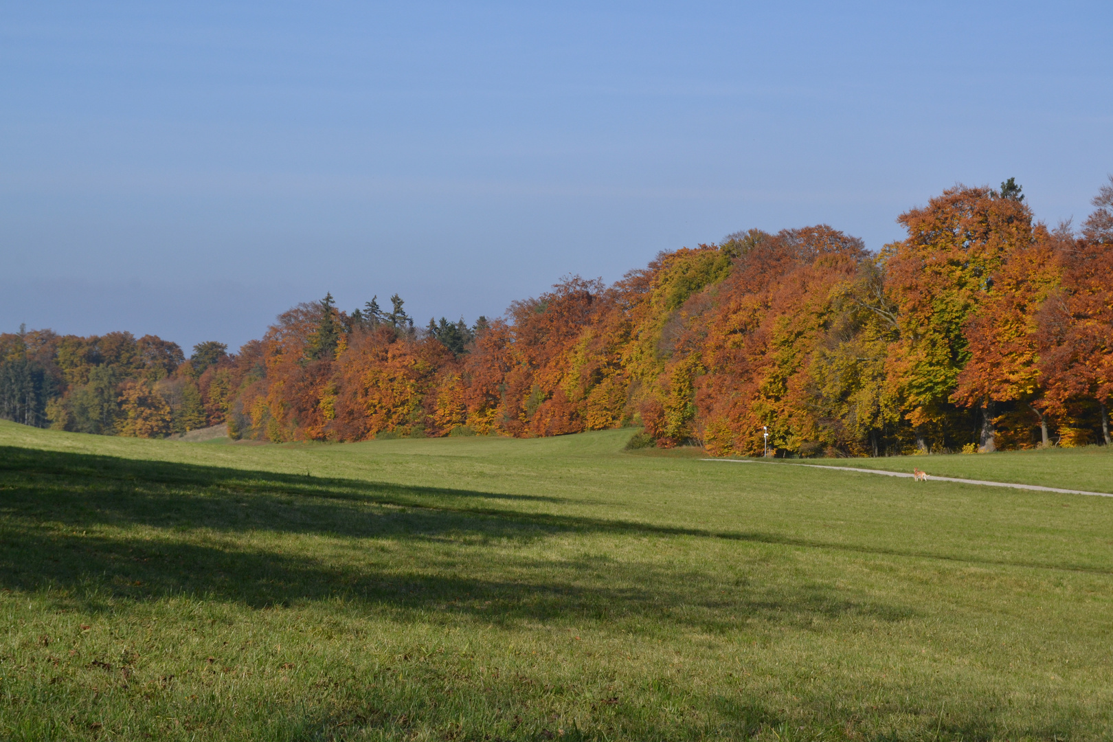 buntes Laub