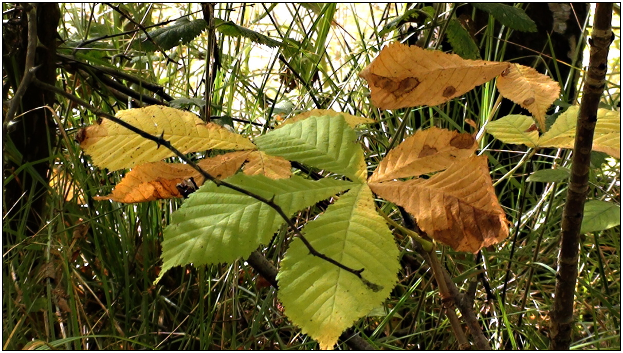 buntes Laub