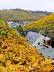 Buntes Laub