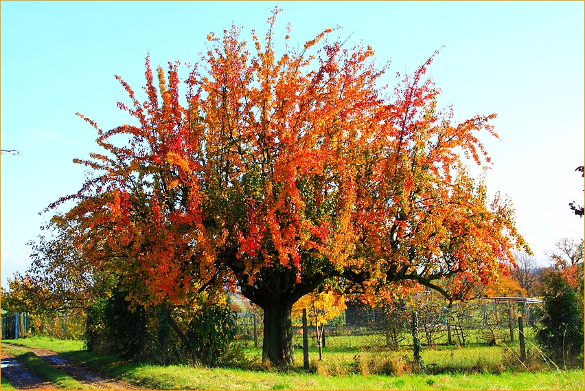 Buntes Laub