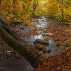 buntes laubtreiben am hoegne II