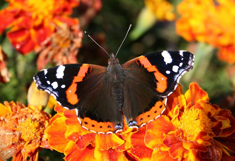 buntes Leben