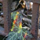 buntes leben zwischen verrostetem