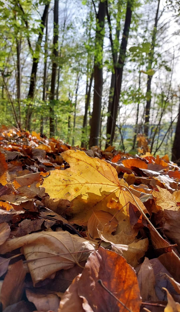 Buntes Lenningen 