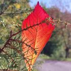 Buntes Lenningen 