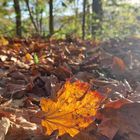 Buntes Lenningen 