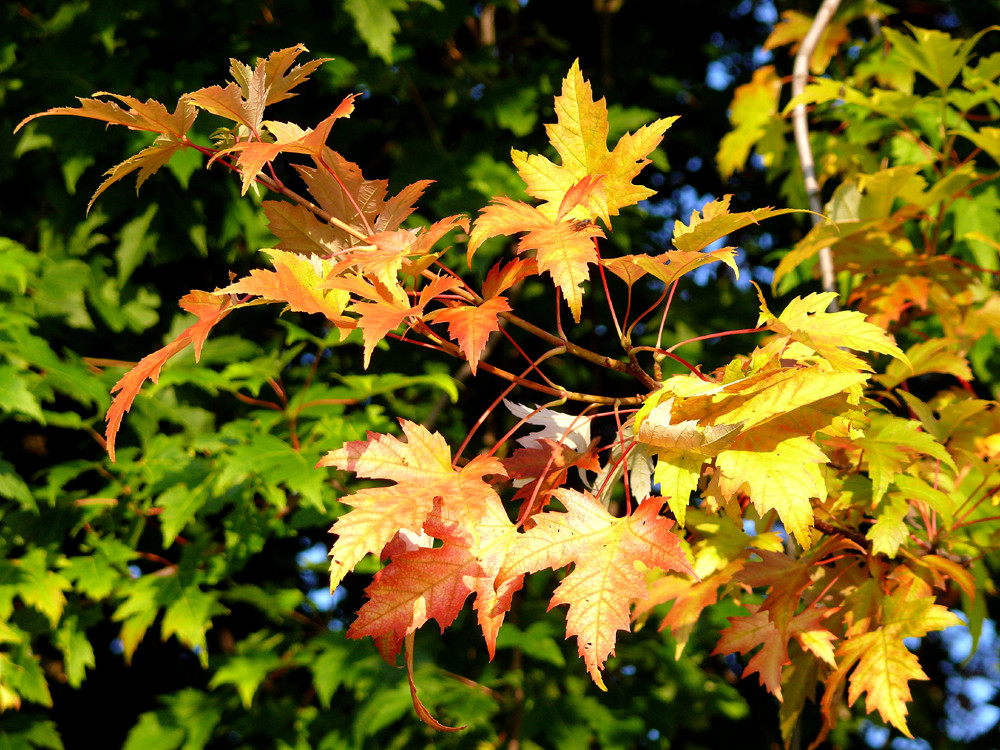 buntes leuchten in der Morgensonne...