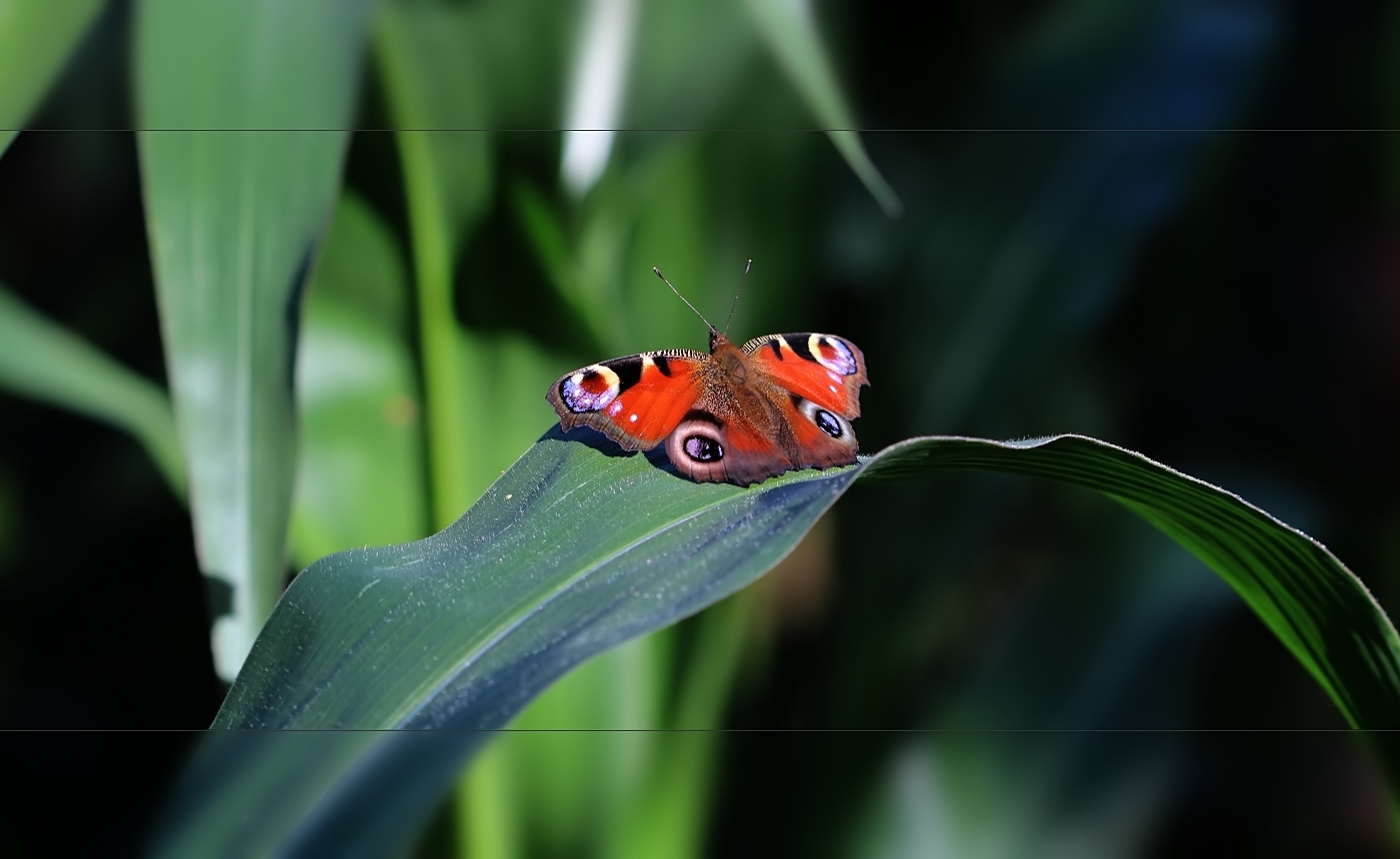 buntes Maisfeld