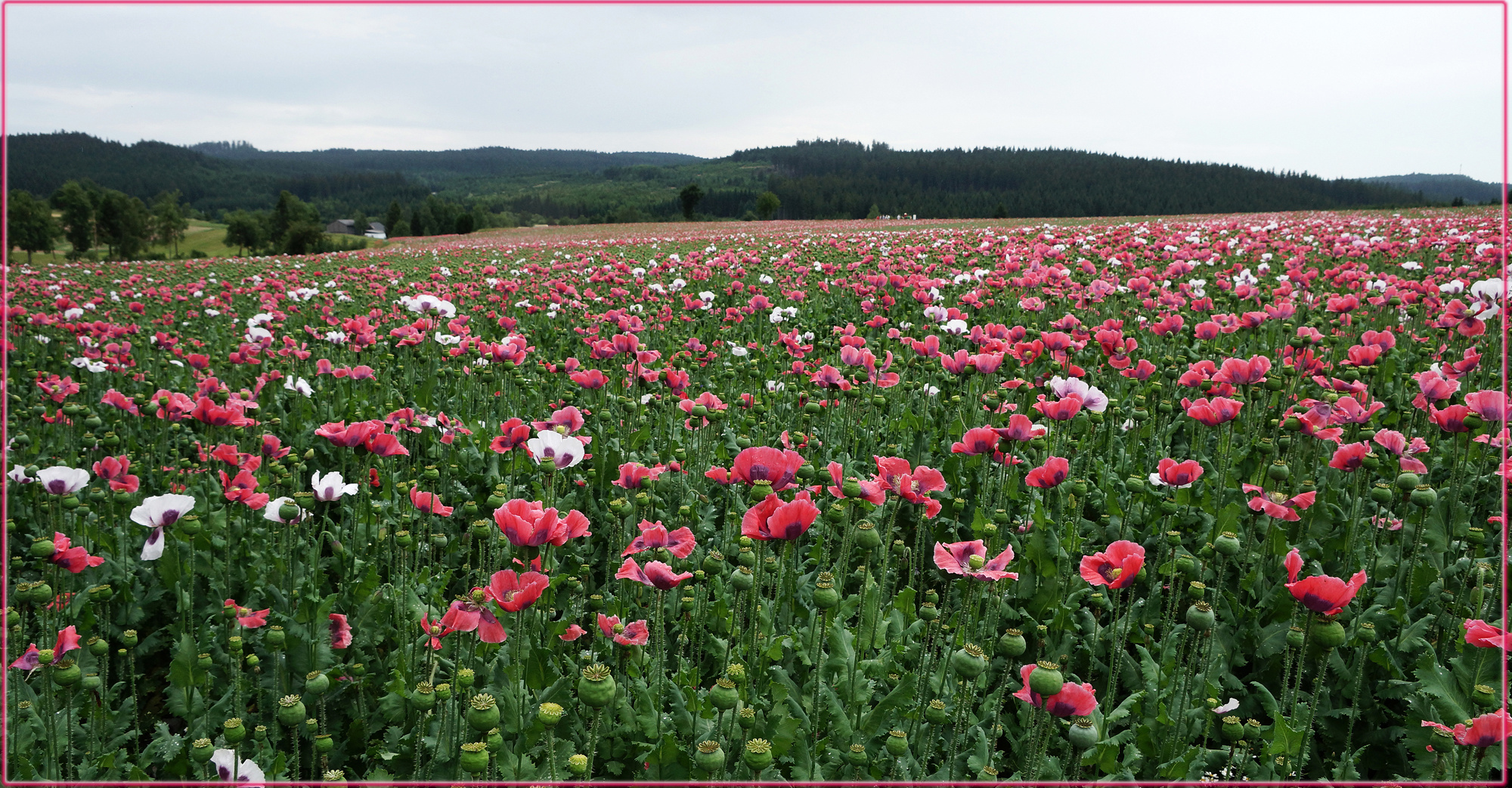 Buntes Mohnfeld