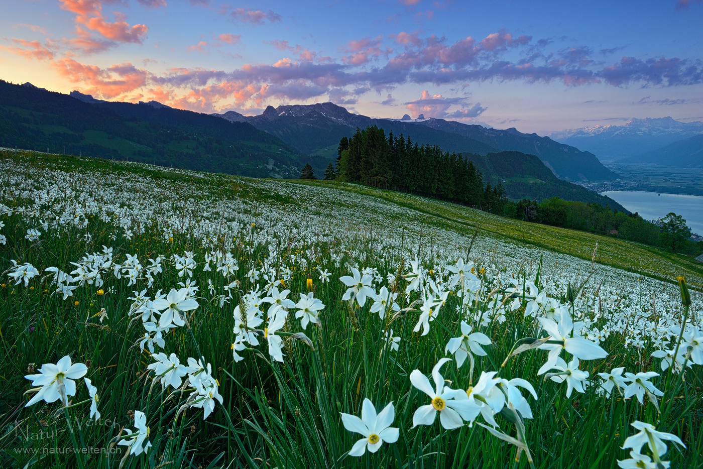 Buntes Morgengemälde