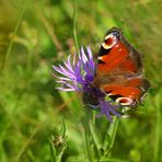 Buntes Pfauenauge