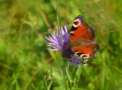 Buntes Pfauenauge