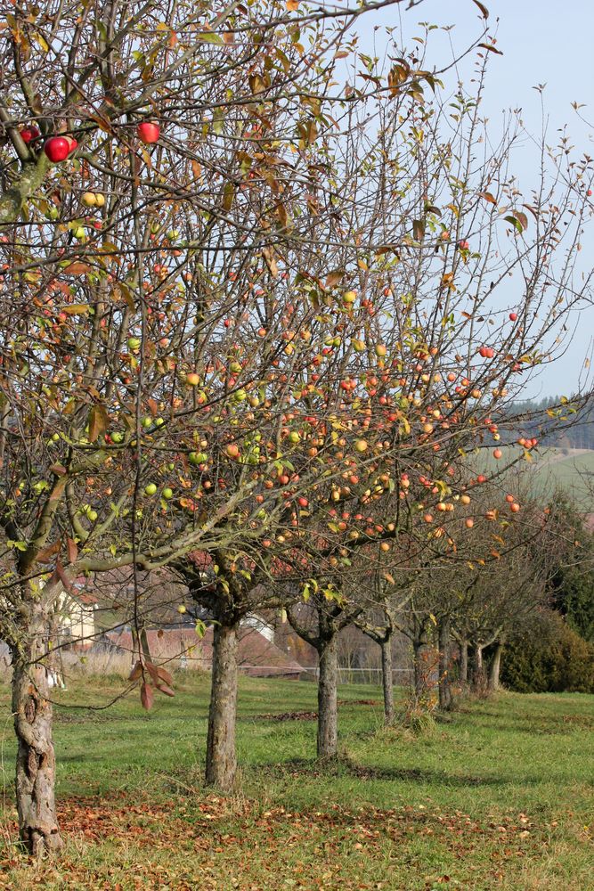 buntes Potpourri