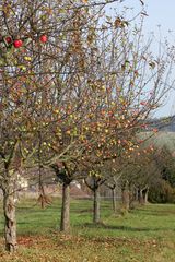 buntes Potpourri