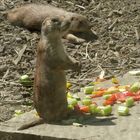 buntes Salatbuffet