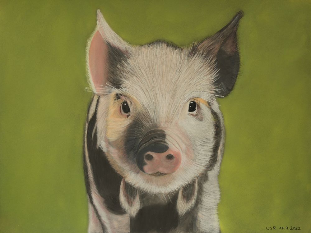 Buntes Schweinchen - mit Pastellkreiden gemalt