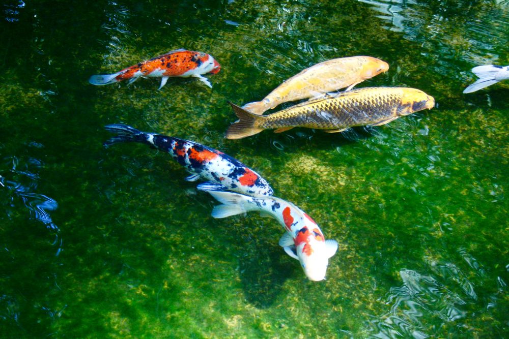 Buntes Schwimm-Vergnügen