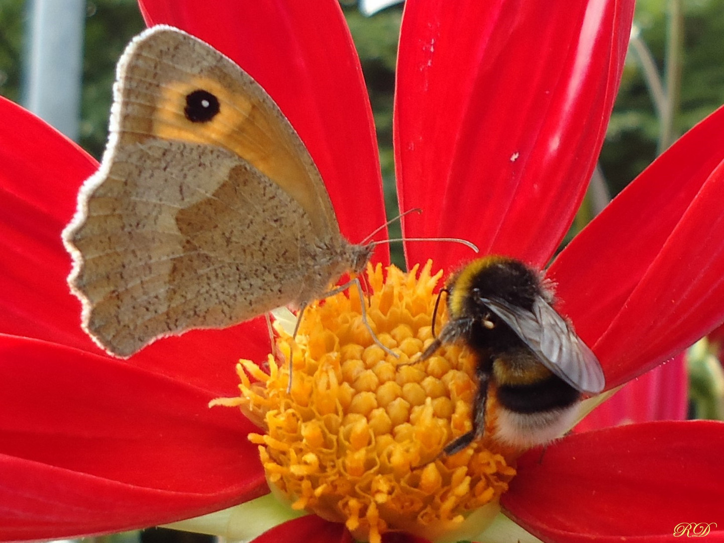 Buntes Sommerbild