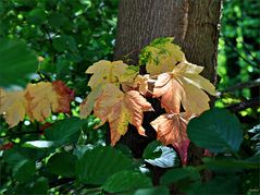 buntes Sommerlaub 