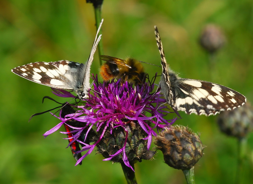 Buntes Sommertreiben