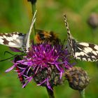 Buntes Sommertreiben