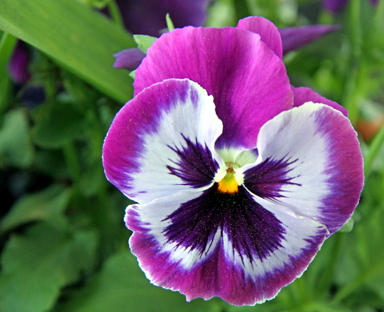 Buntes Stiefmütterchen in meinem Garten Foto & Bild deutschland