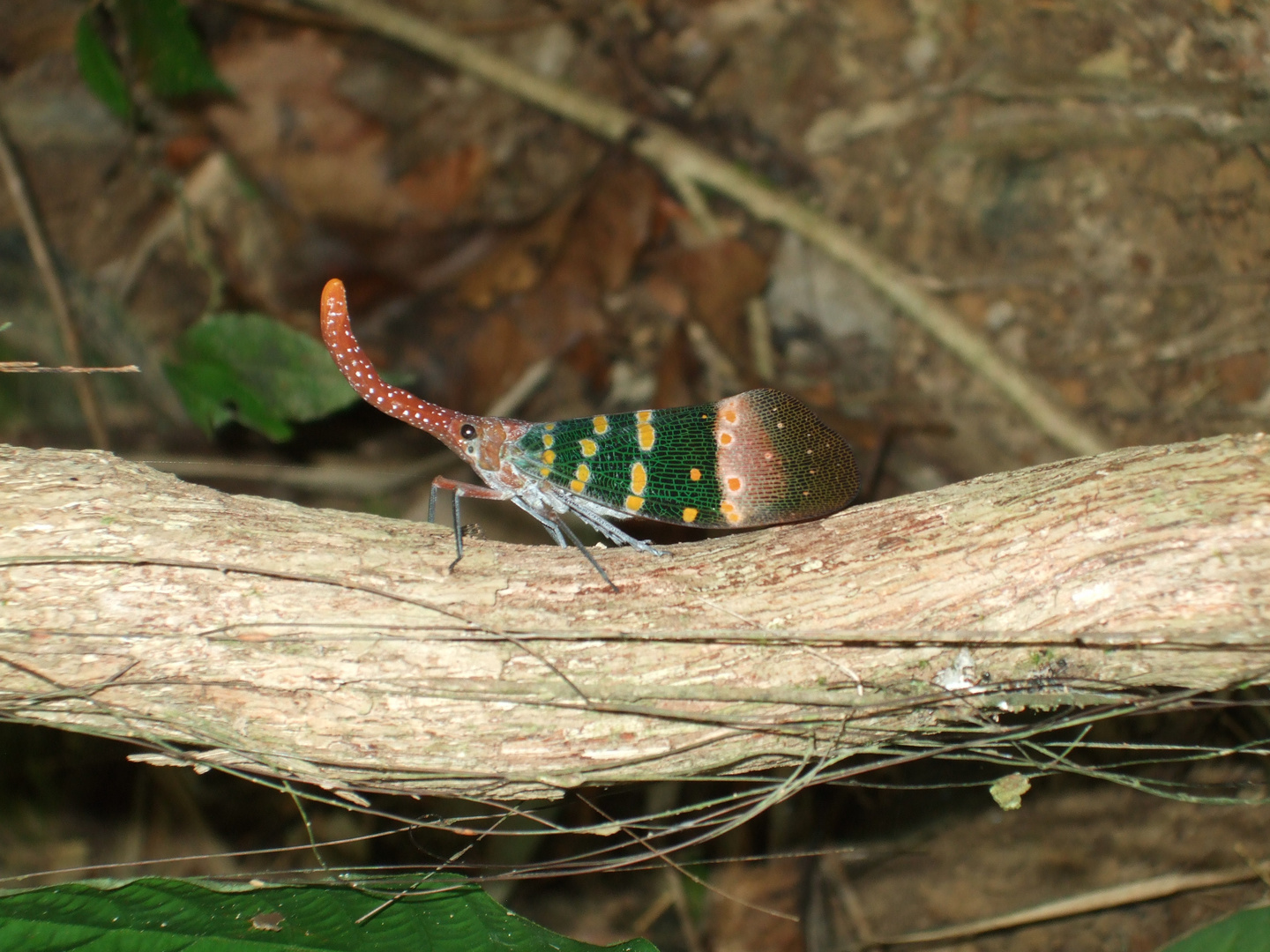 buntes Tier mit Rüsssel