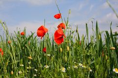 Buntes Treiben am Feldrand