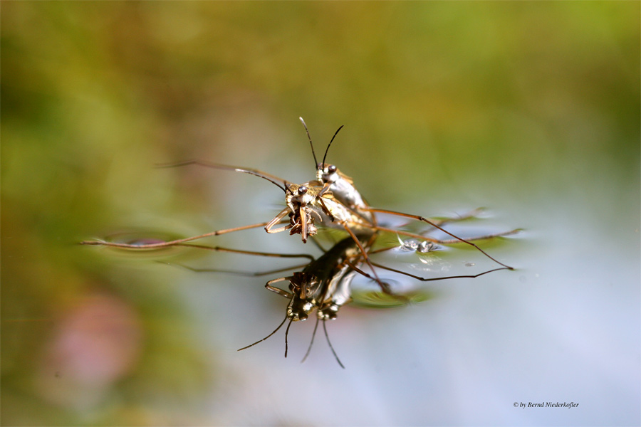 Buntes Treiben am Wasser