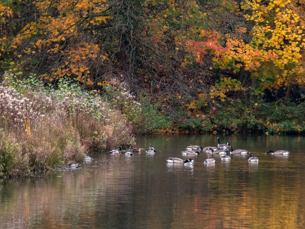 Buntes Treiben auf dem Aprather Mühlenteich