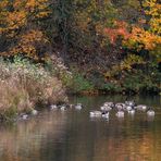 Buntes Treiben auf dem Aprather Mühlenteich